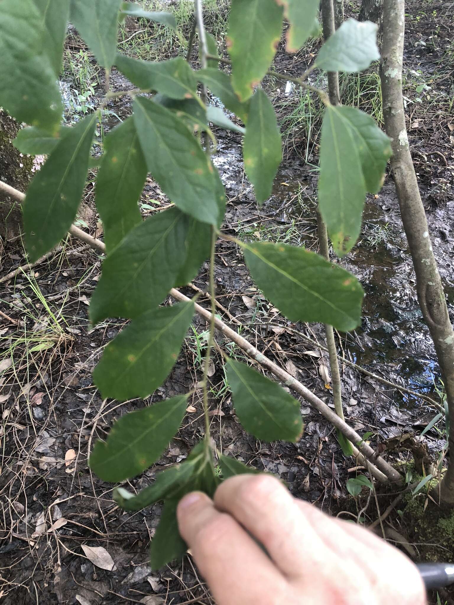 Слика од Ilex amelanchier M. A. Curt. ex Chapm.