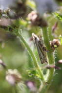 Image of Whitmer's Sod Webworm Moth