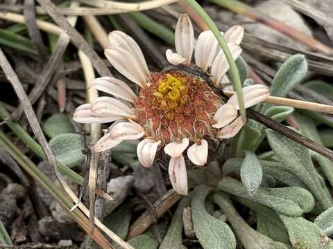 Image of Jones' Townsend daisy