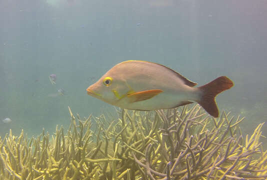 Image of Humpback red snapper