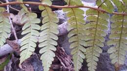 Image of marginal woodfern