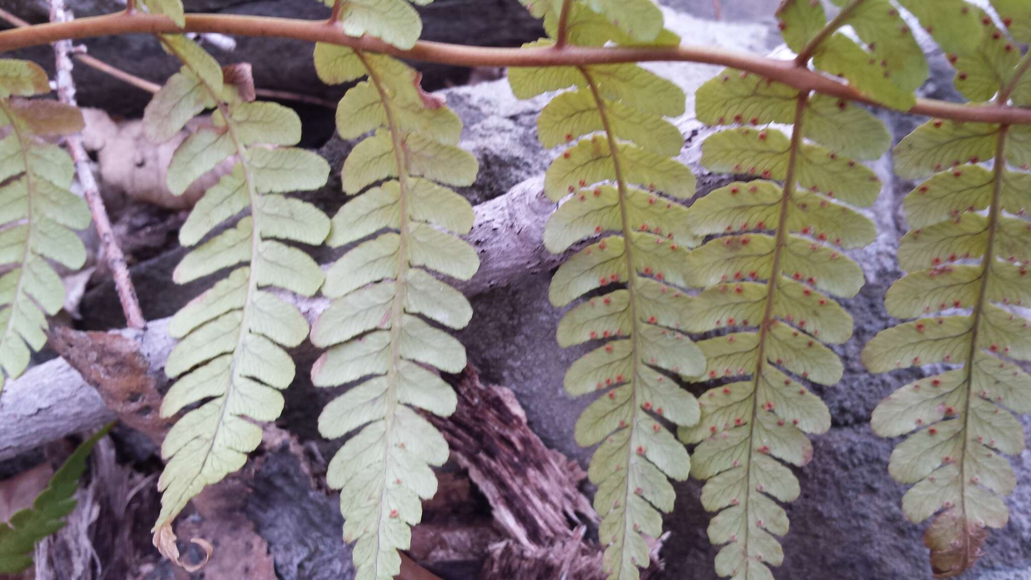 Sivun Dryopteris marginalis (L.) Gray kuva