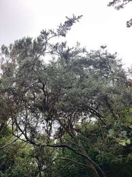 Imagem de Genista canariensis L.