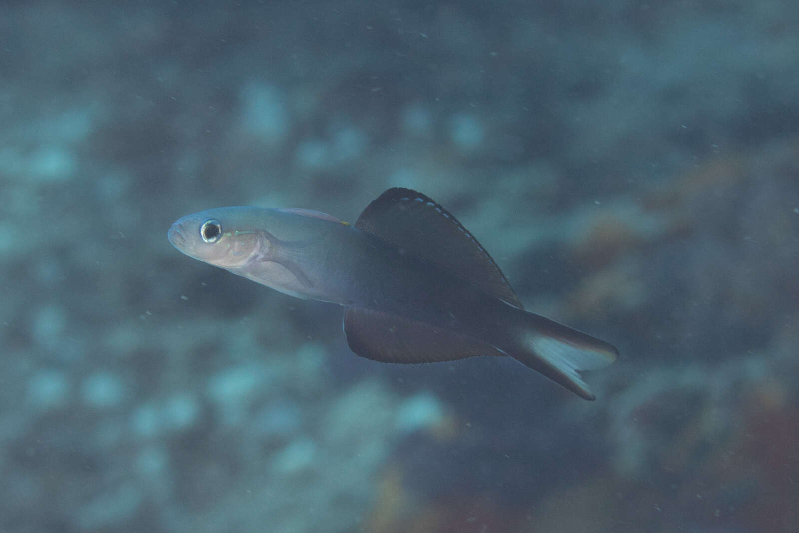 Image of Arrow dart-goby