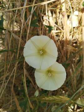 Convolvulus palaestinus Boiss. resmi