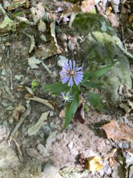 Image of rigid whitetop aster