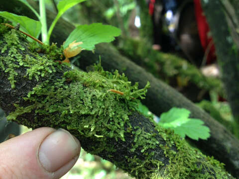 Image of Radula complanata (L.) Dumort.