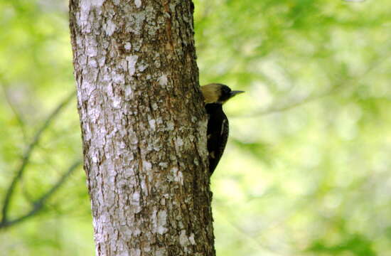 Image of Pale-crested Woodpecker