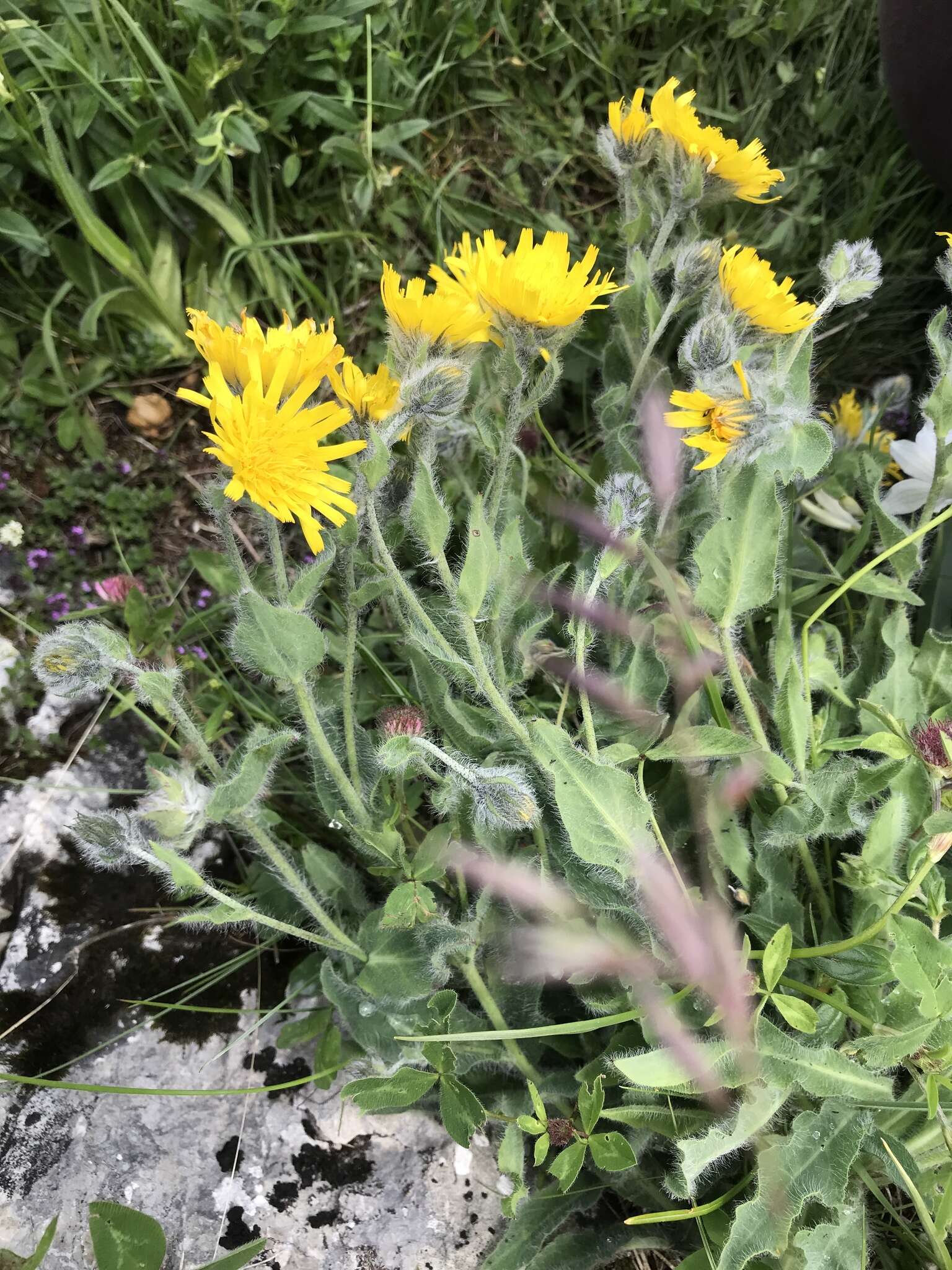 Image of woolly hawkweed