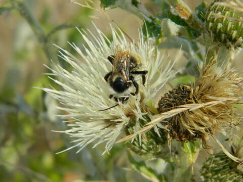 Image of Palouse thistle