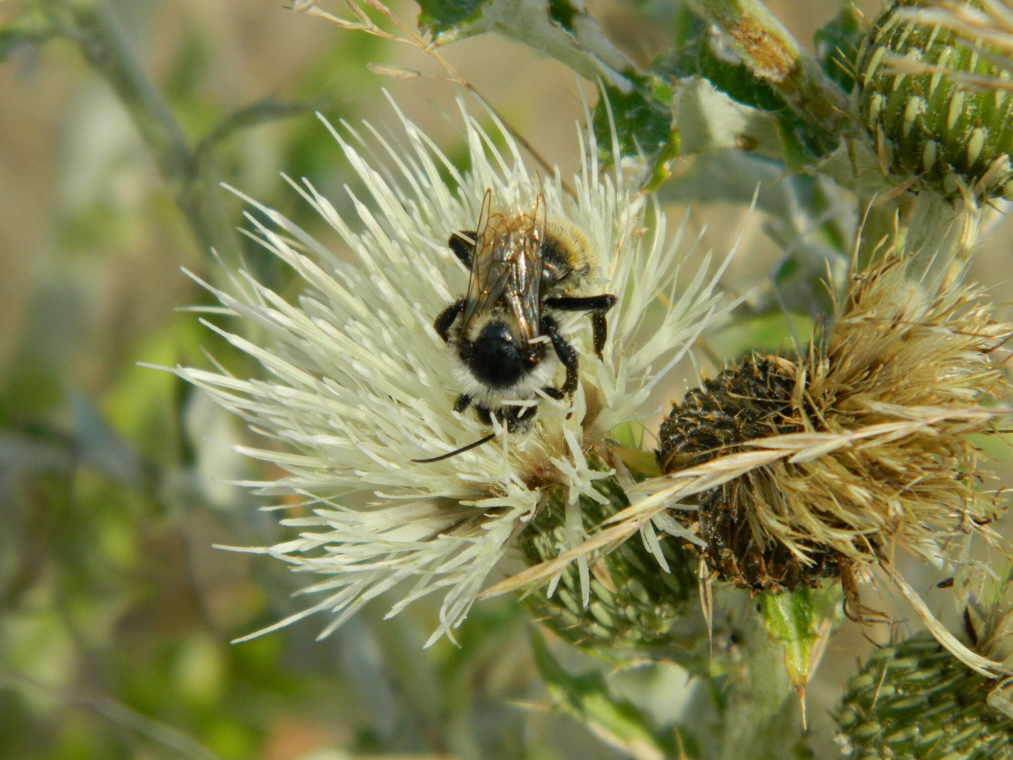 Imagem de Cirsium brevifolium Nutt.