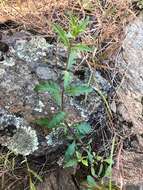 Image of cutleaf beardtongue