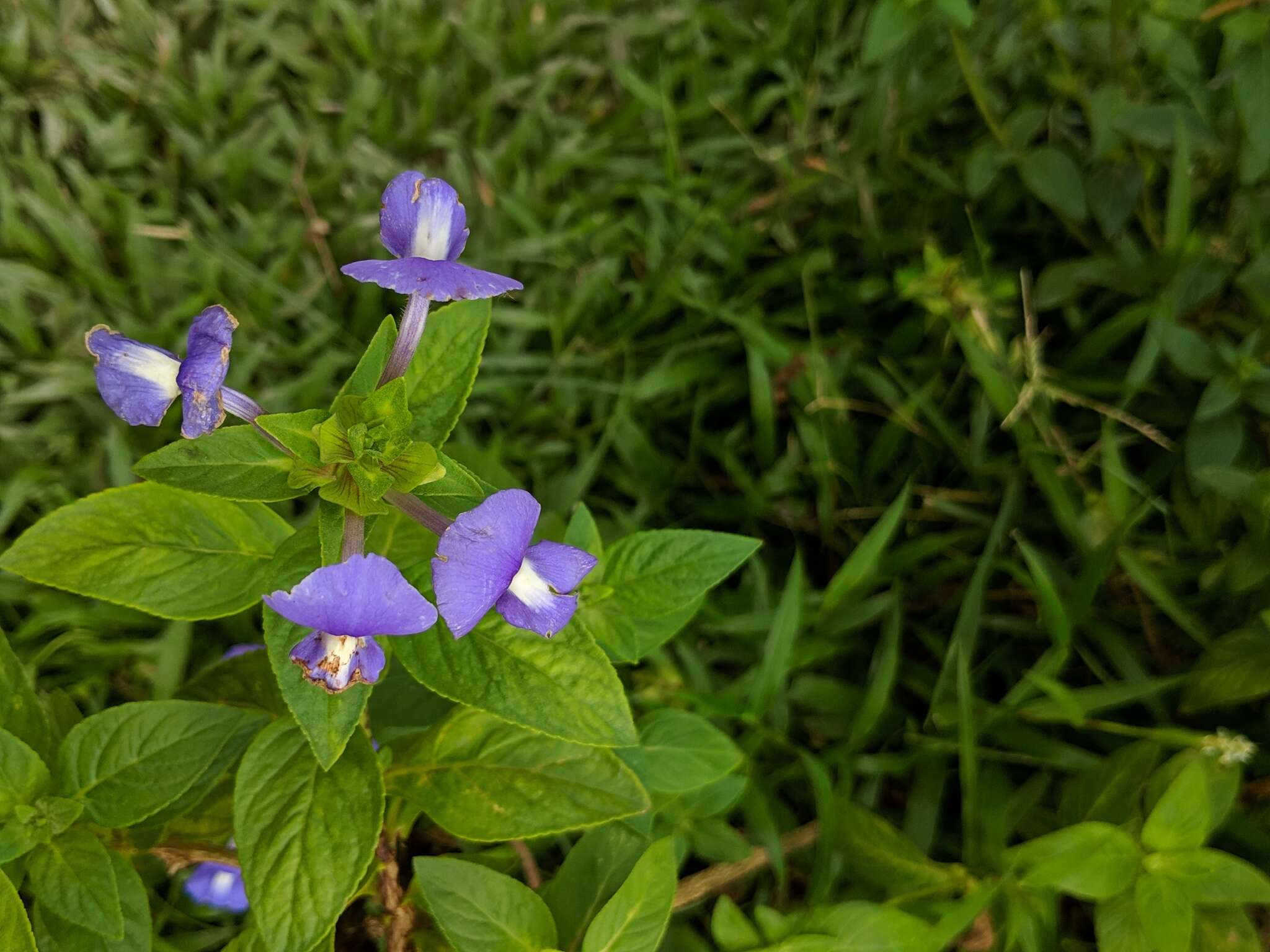 Plancia ëd Achetaria azurea (Linden) V. C. Souza