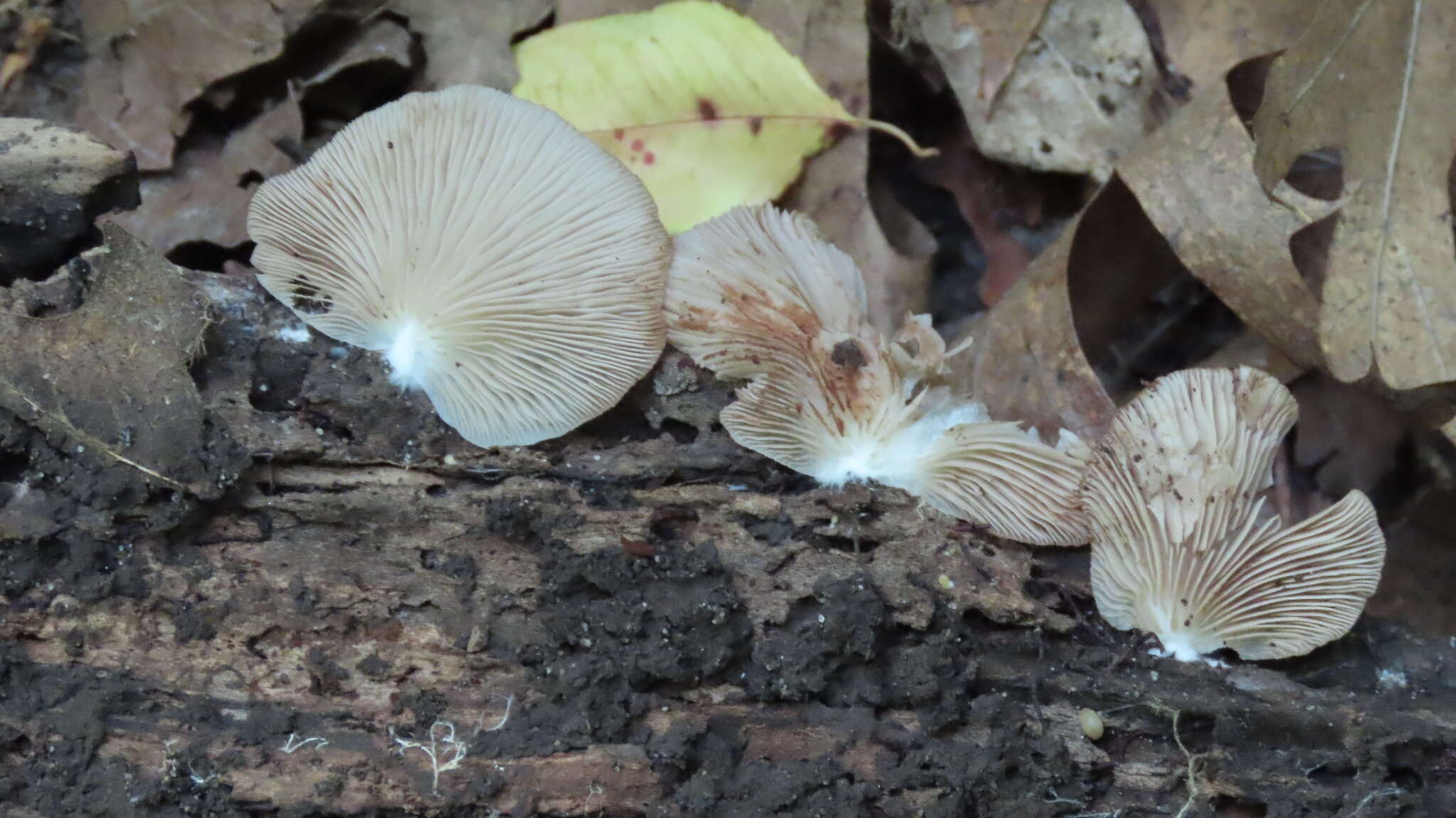 Image of Crepidotus malachius Sacc. 1887