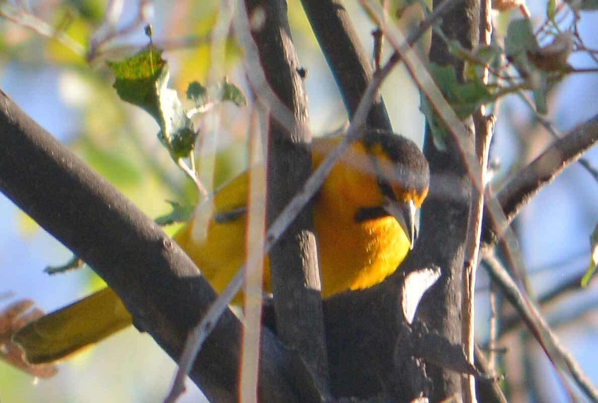 Image de Oriole de Bullock