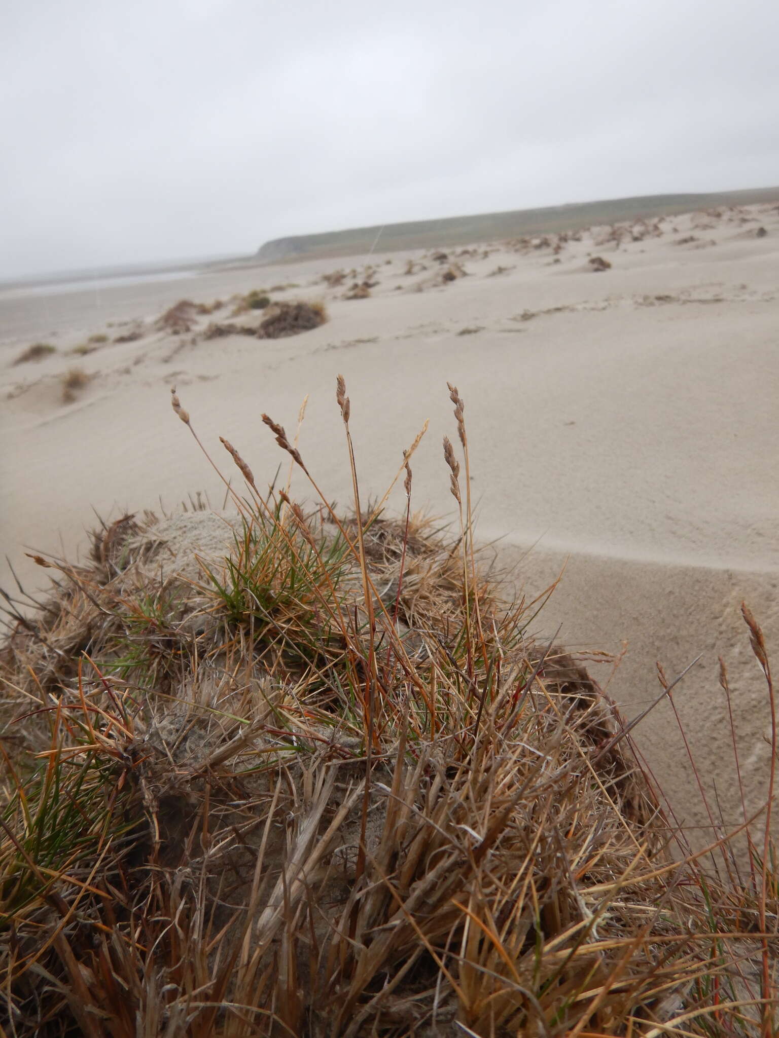 Image of Richardson's fescue