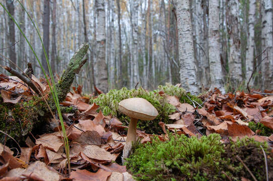 Image of Leccinum holopus (Rostk.) Watling 1960