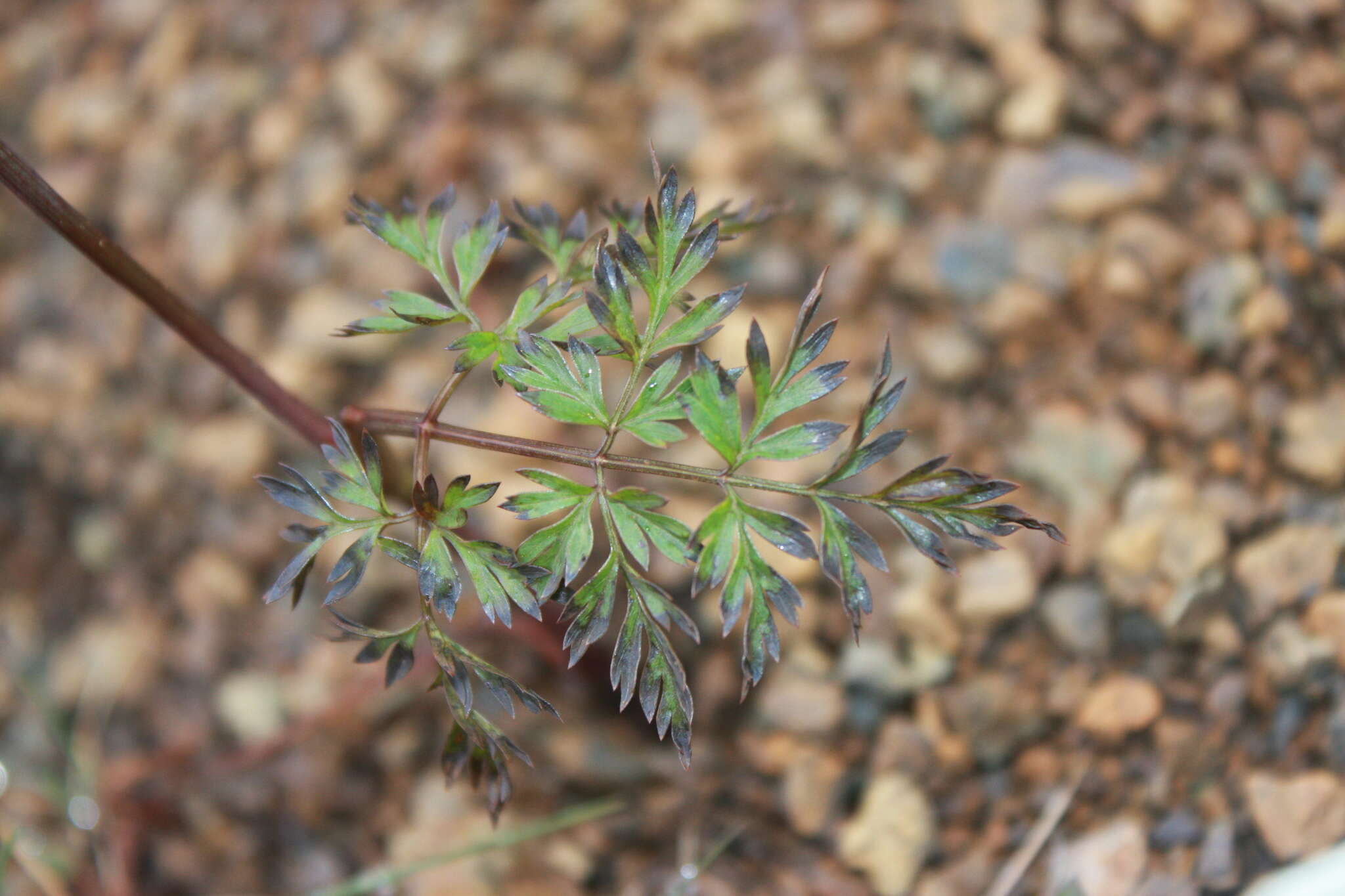 Imagem de Conioselinum chinense (L.) Britton, Sterns & Poggenb.