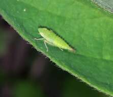 Image of Privet Leafhopper