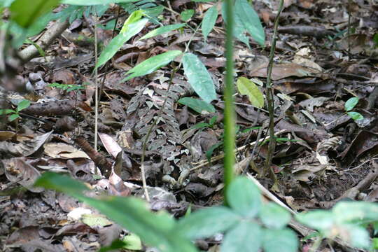 Image of Rhinoceros Viper