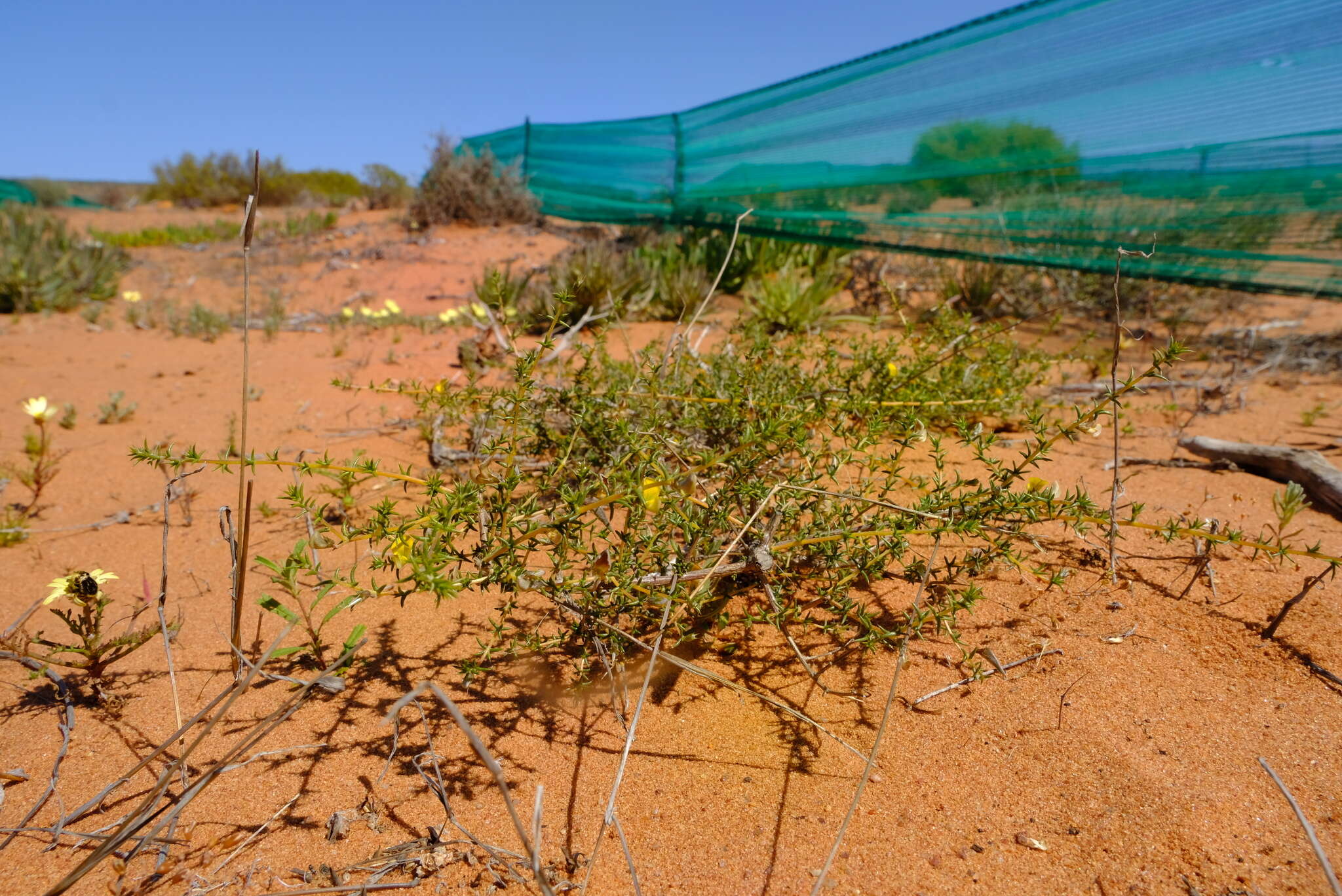 Plancia ëd Aspalathus cuspidata R. Dahlgren