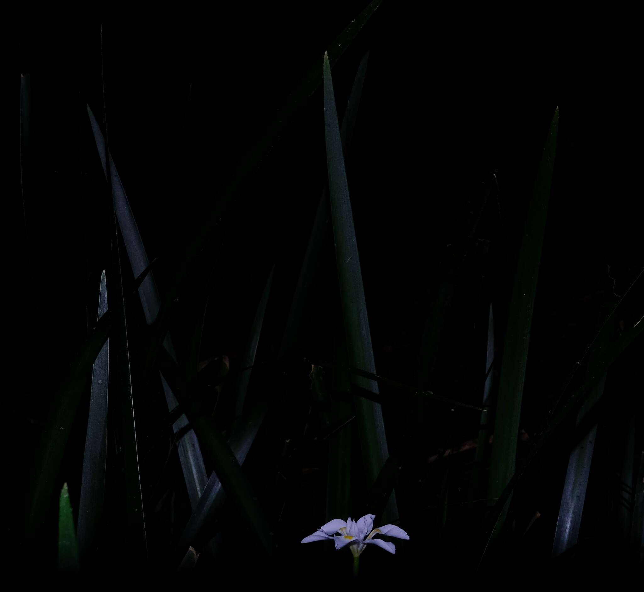 Image of Dietes iridioides subsp. iridioides