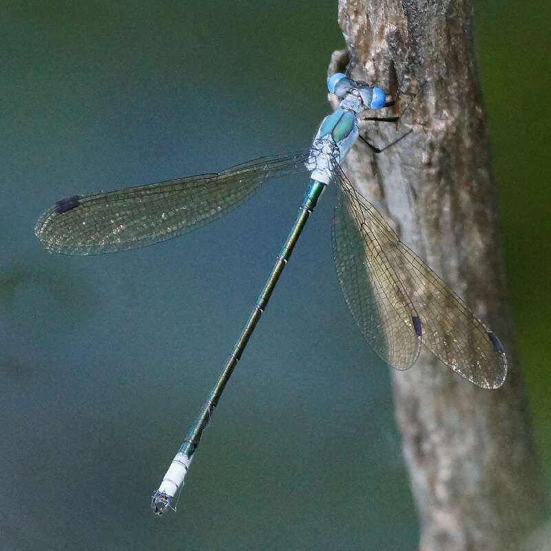 Image of Amber-winged Spreadwing