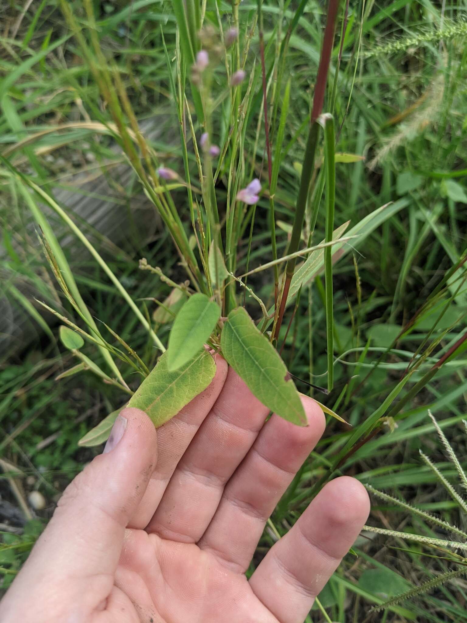 Image of simpleleaf ticktrefoil