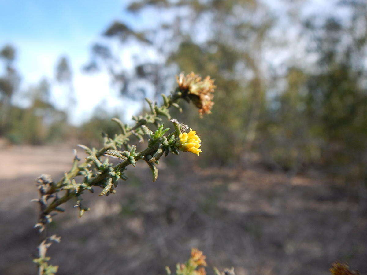 Imagem de Marasmodes fasciculata S. Ortiz