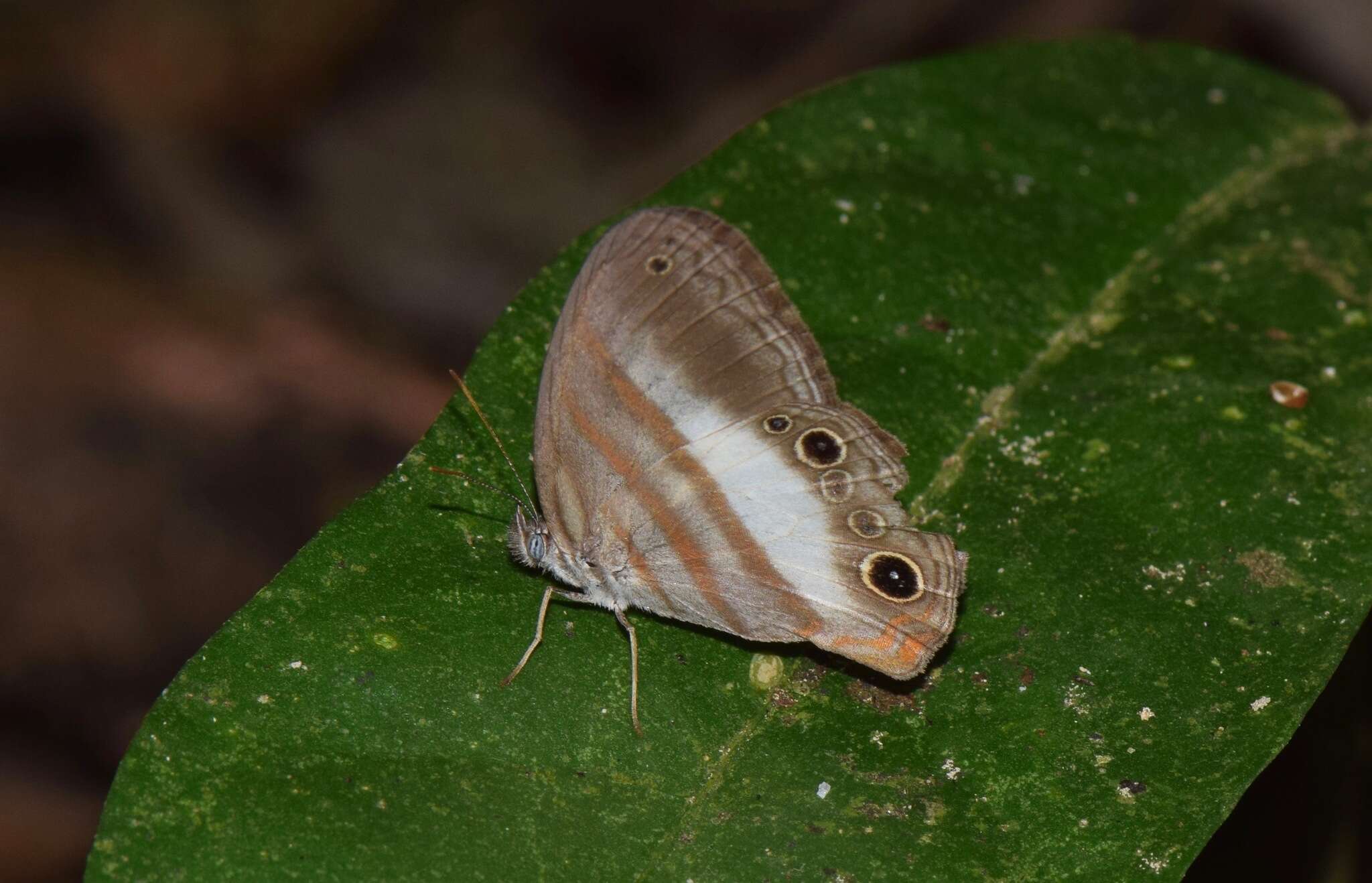 Image of Pareuptychia binocula Butler 1869