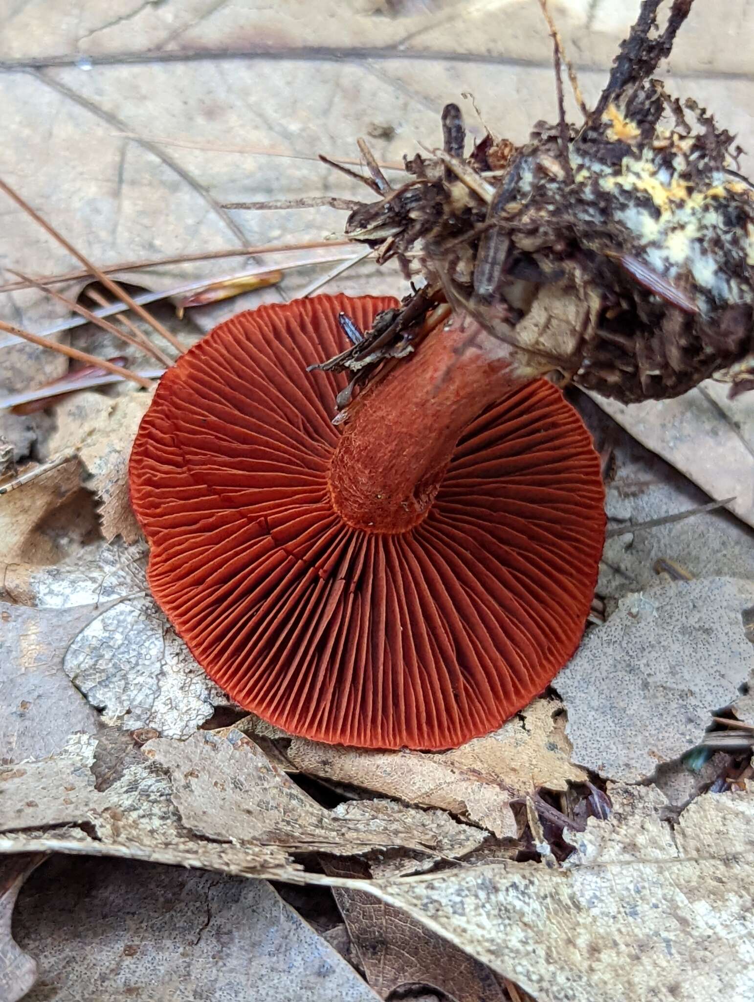 Image of Cortinarius harrisonii Ammirati, Niskanen & Liimat. 2013