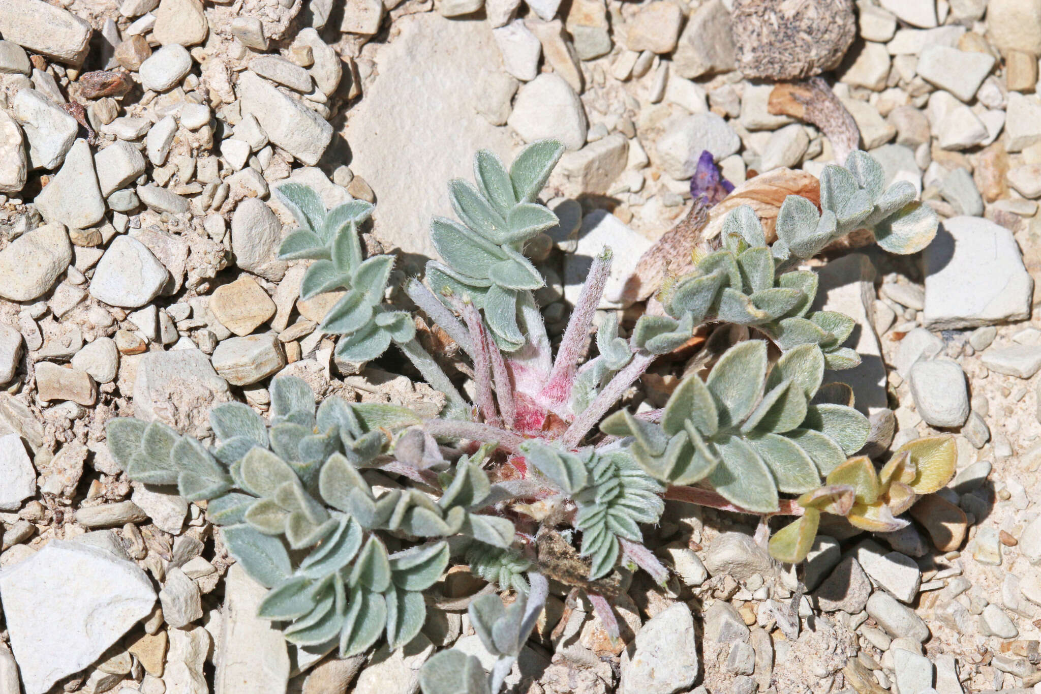 Image of Astragalus chamaeleuce var. chamaeleuce