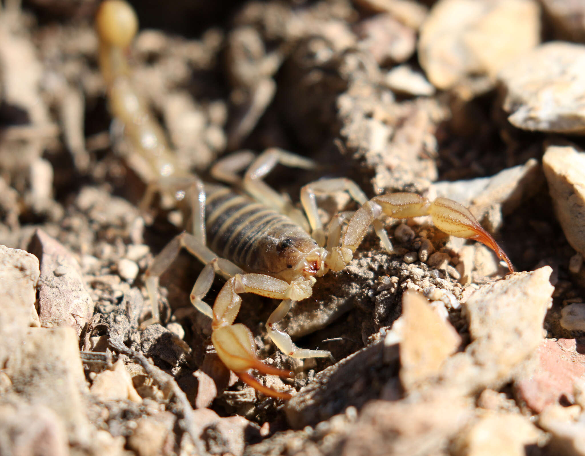 Image of Northern Scorpion