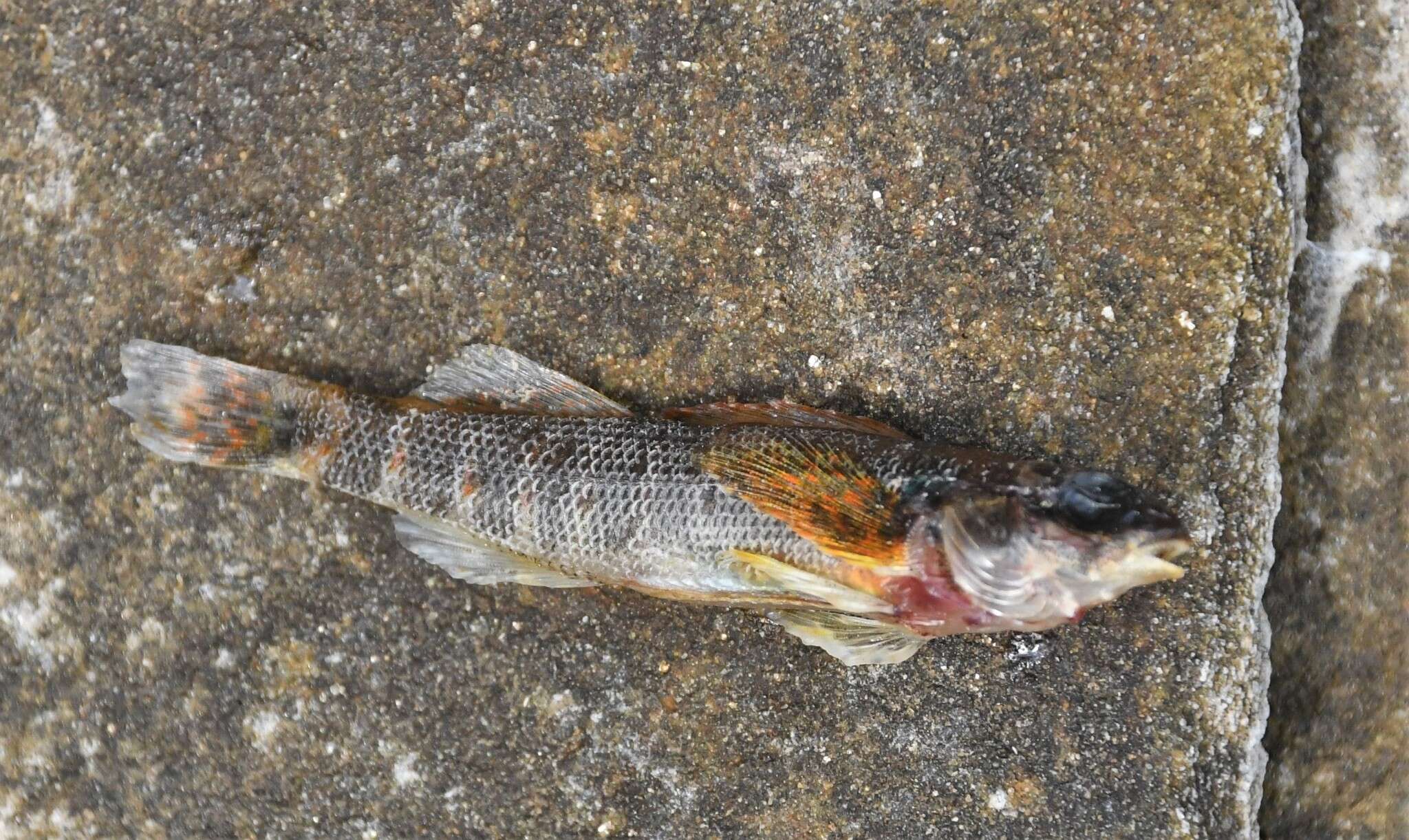 Plancia ëd Etheostoma variatum Kirtland 1840