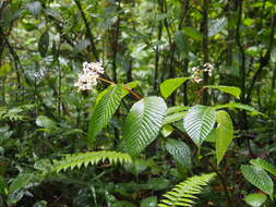 Image of Begonia cooperi C. DC.