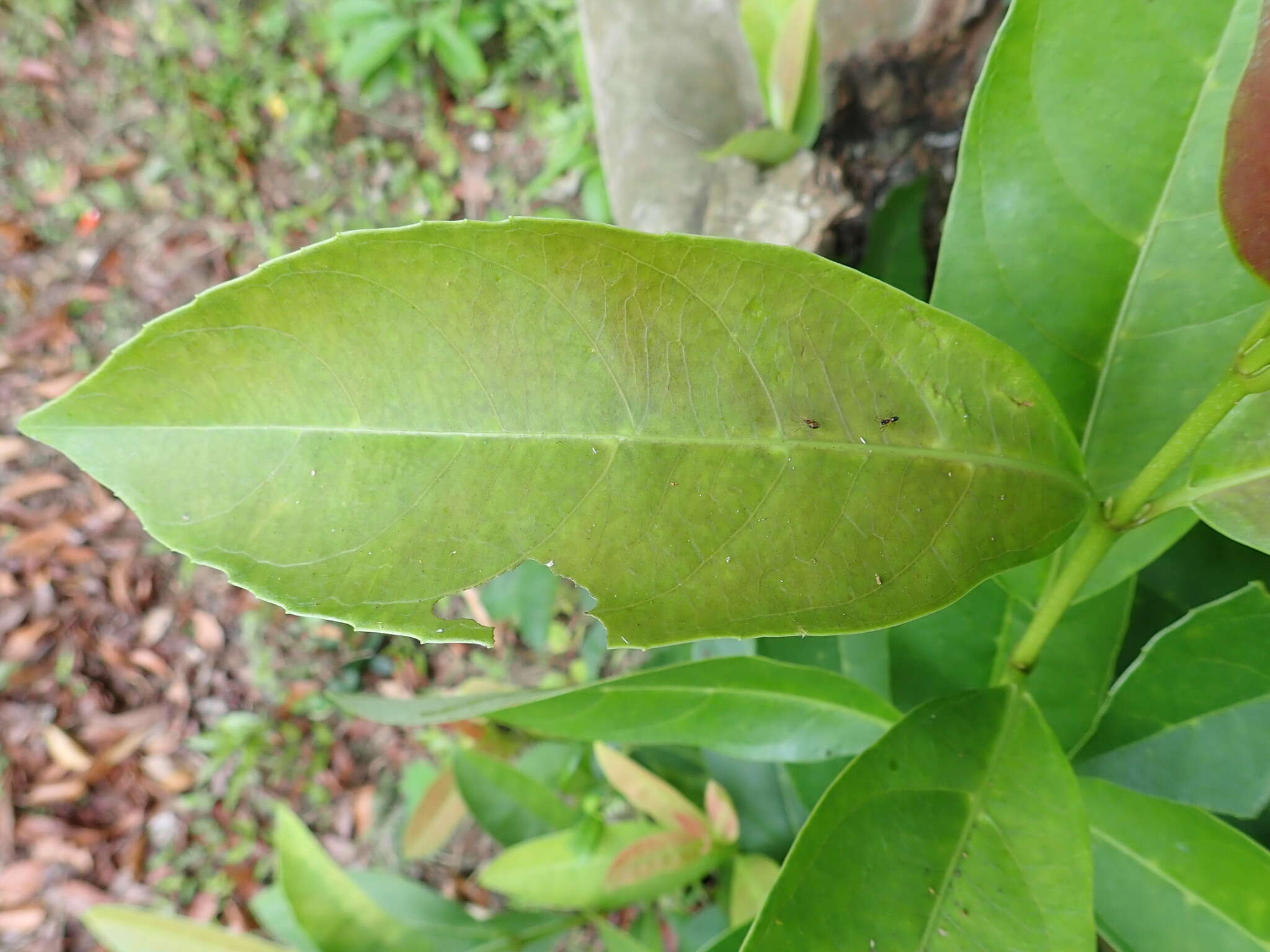 Image of Viburnum odoratissimum Ker-Gawl.