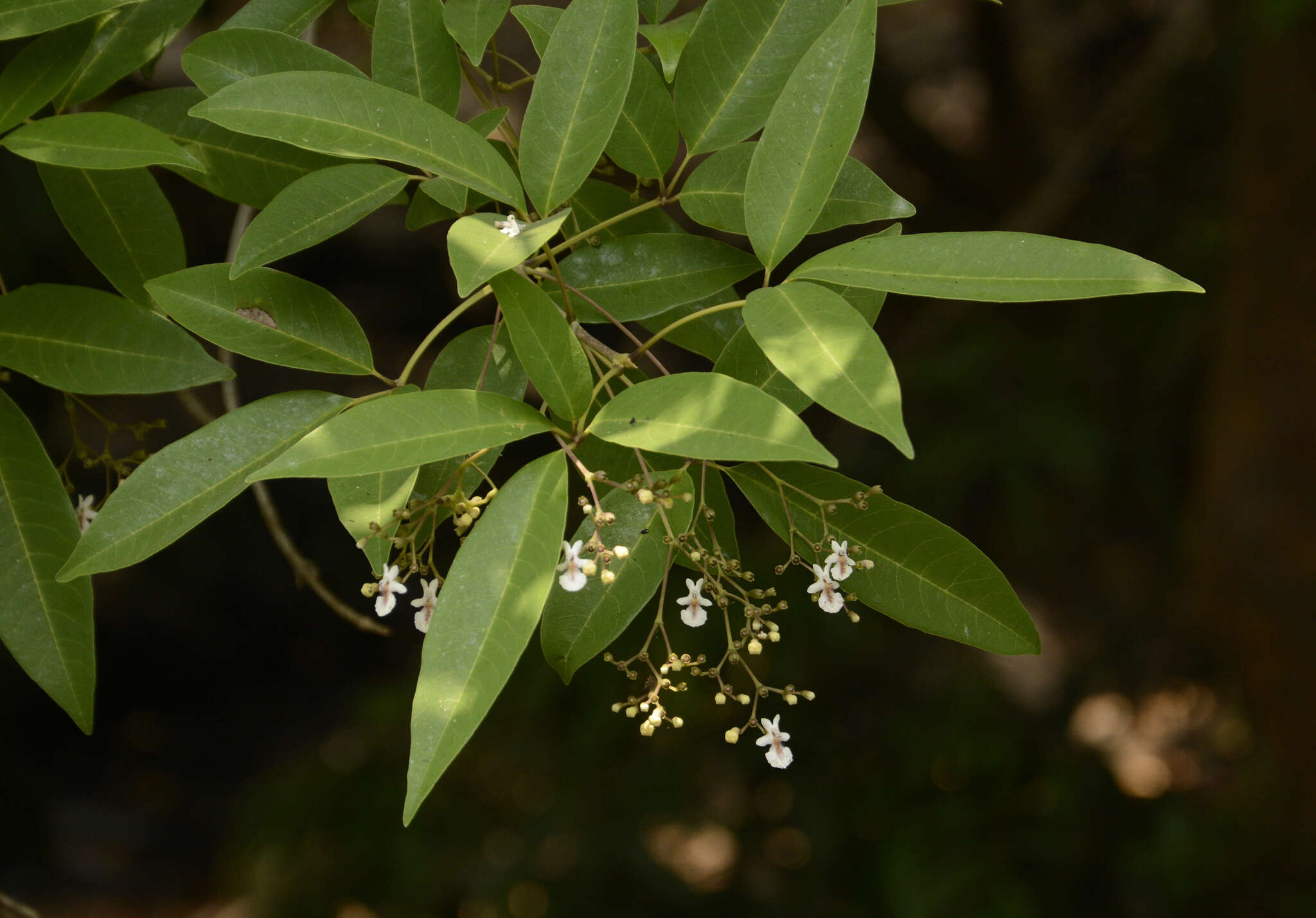 Plancia ëd Vitex leucoxylon L. fil.