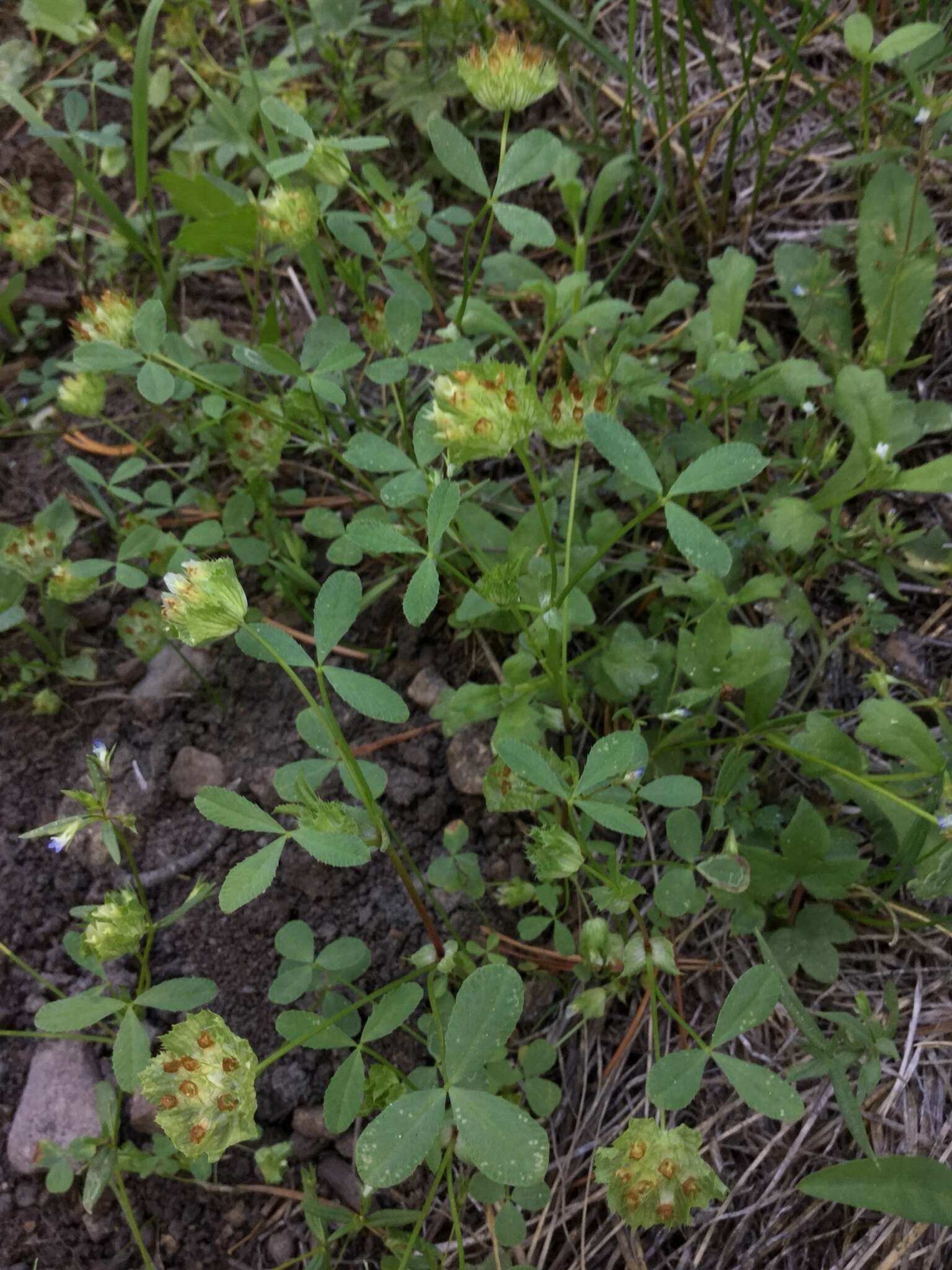 Image of cup clover