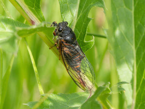 Image of New Forest cicada