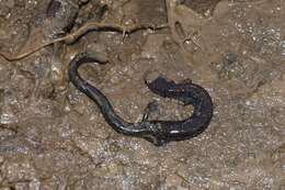 Image of Northern Ravine Salamander