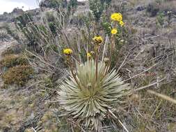 Imagem de Espeletiopsis santanderensis (A. C. Smith) J. Cuatrec.