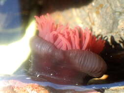 Image of Red Waratah Anemone