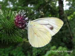 Image of Pieris dulcinea (Butler 1882)