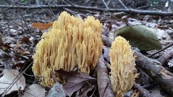 Image of Ramaria caulifloriformis (Leathers) Corner 1970