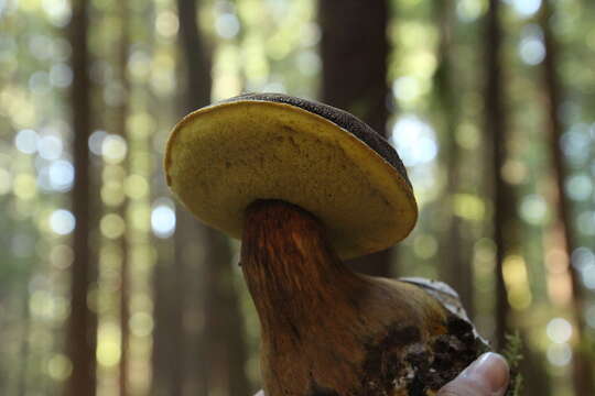 Image of Aureoboletus mirabilis (Murrill) Halling 2015