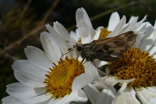 Image of Hylephila signata Blanchard 1852