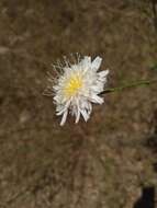 Imagem de Malacothrix saxatilis var. commutata (Torr. & A. Gray) Ferris