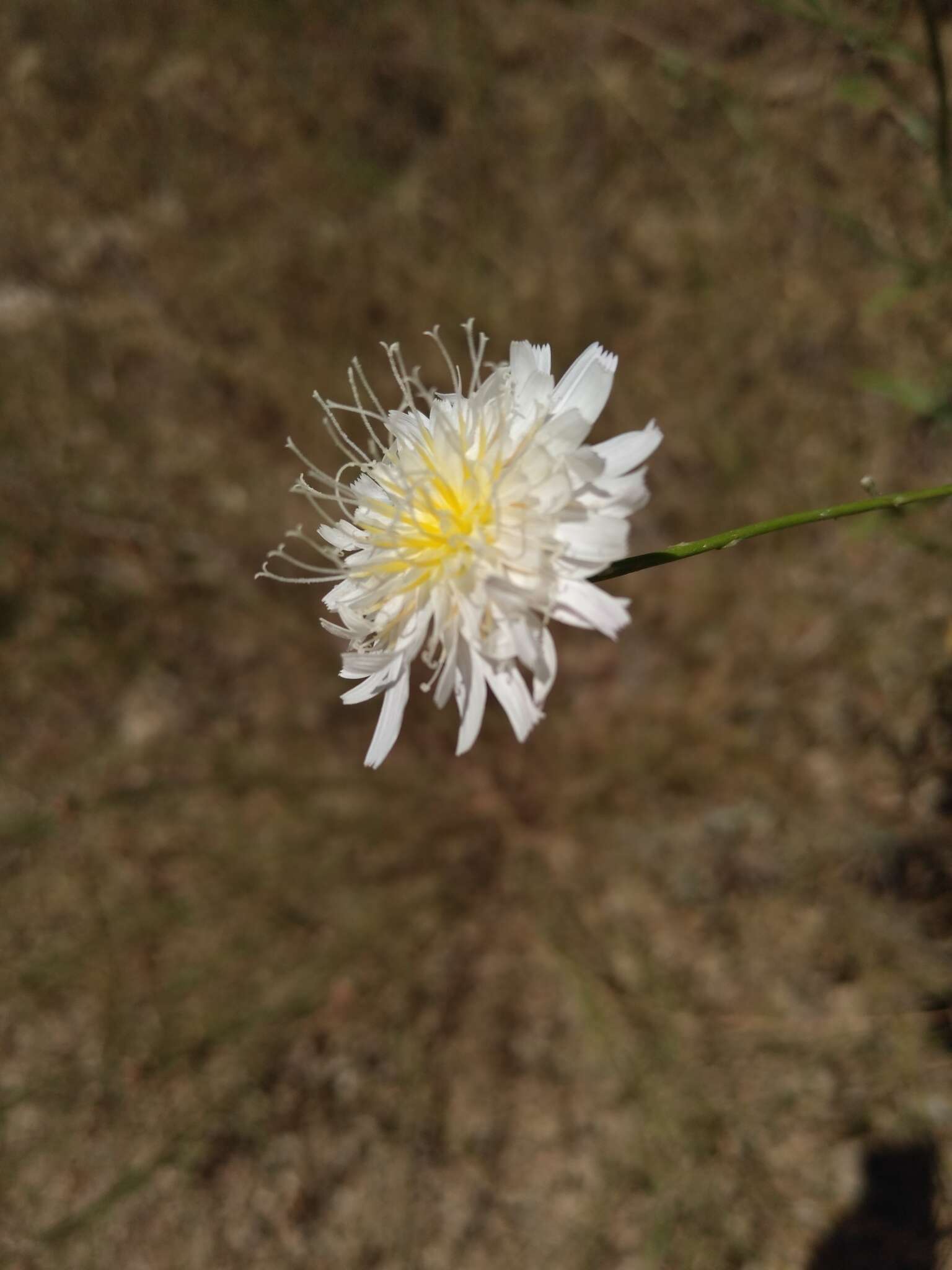 Imagem de Malacothrix saxatilis var. commutata (Torr. & A. Gray) Ferris