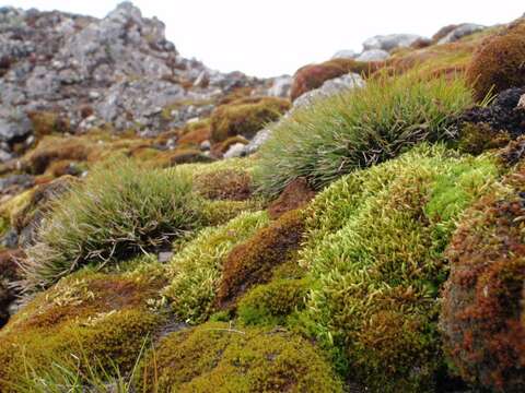 Image of Antarctic hair grass