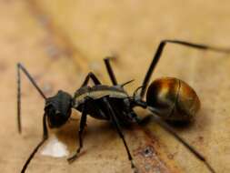 Image of Polyrhachis angusta Forel 1902